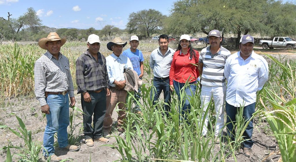 La rotación de cultivos clave para lograr parcelas más rentables CIMMYT