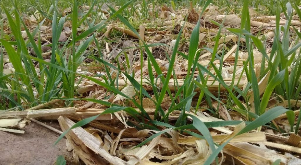 C Mo Afecta La Compactaci N Del Suelo A La Agricultura Cimmyt