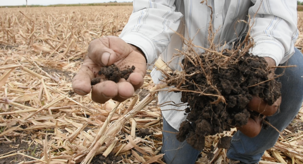 El Niño la sequía y el rastrojo CIMMYT