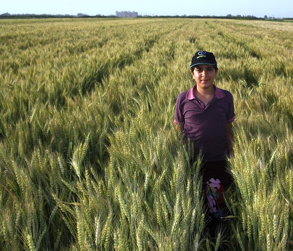 Wheat farm in Moghan, Caspian Region, northern Iran. Photo: J.Kamali/CIMMYT