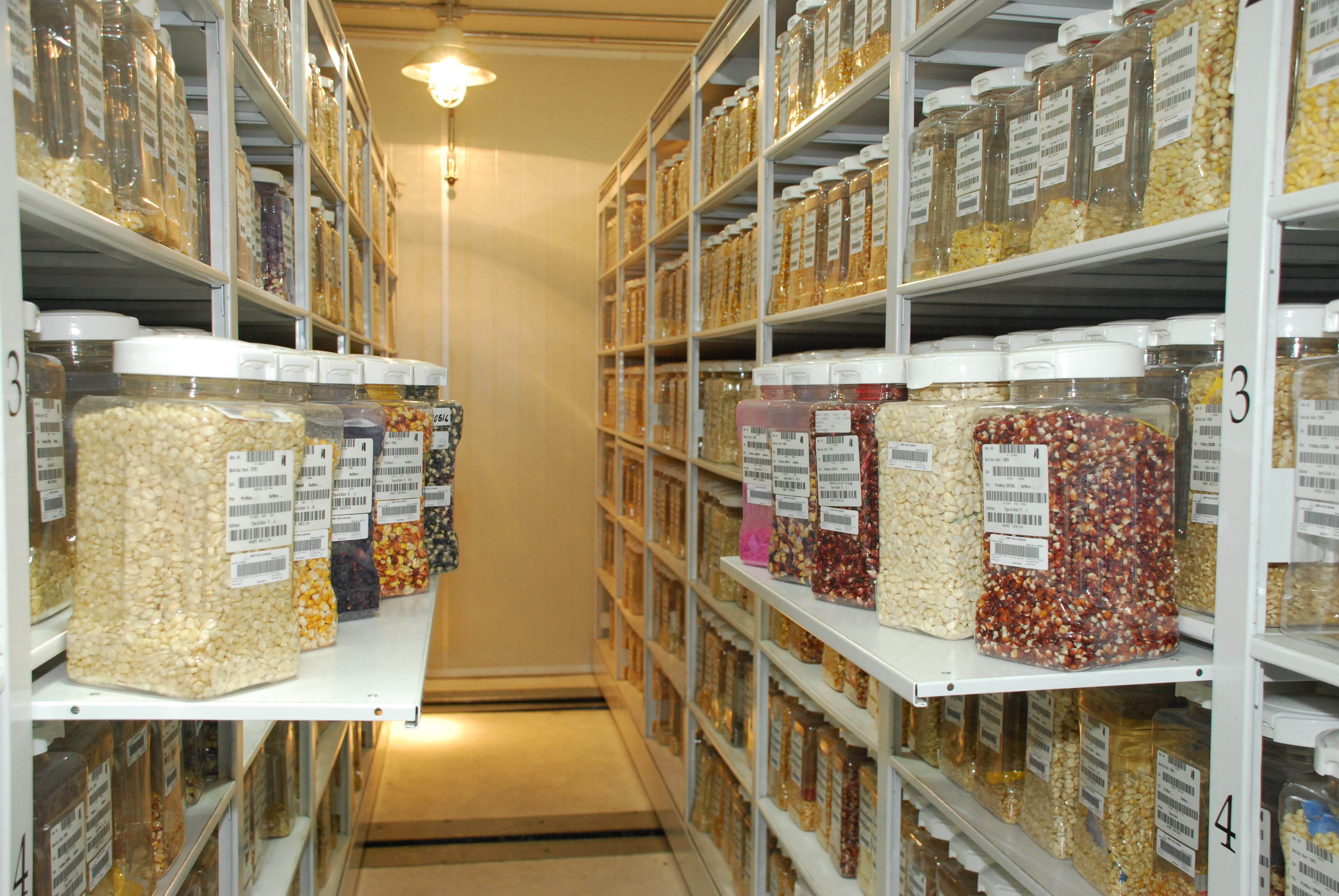 How A Seed Bank In Mexico Produces Data To Help Alleviate Poverty CIMMYT