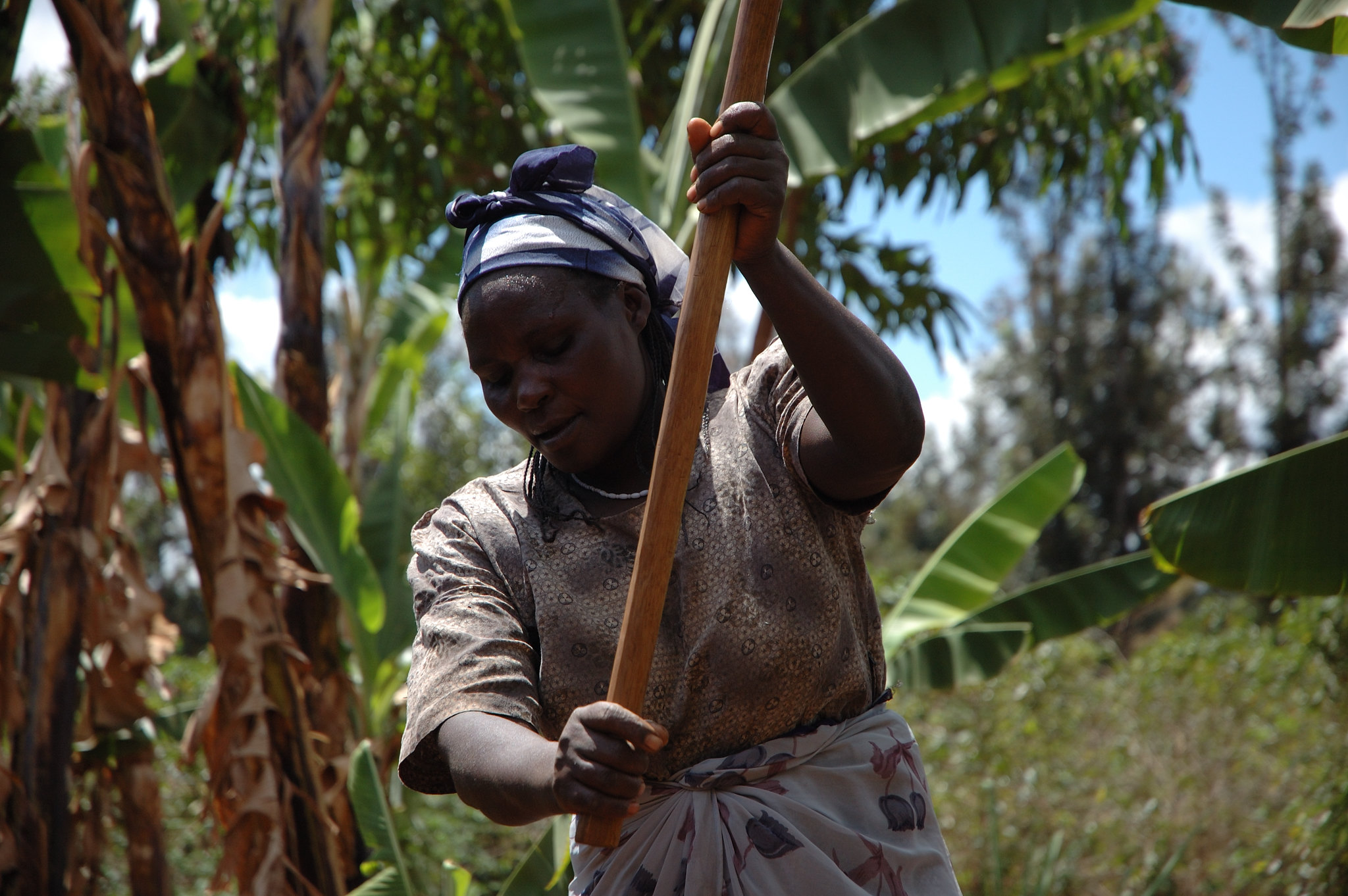 Background image for CIMMYT