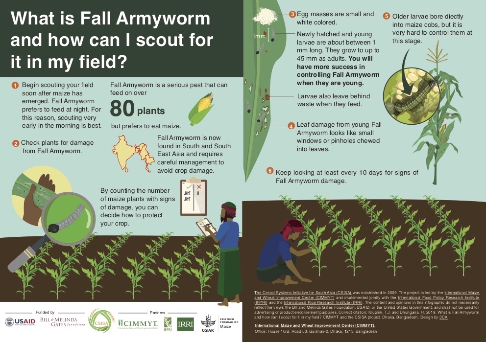Frontiers  Fall armyworm from a maize multi-peril pest risk perspective