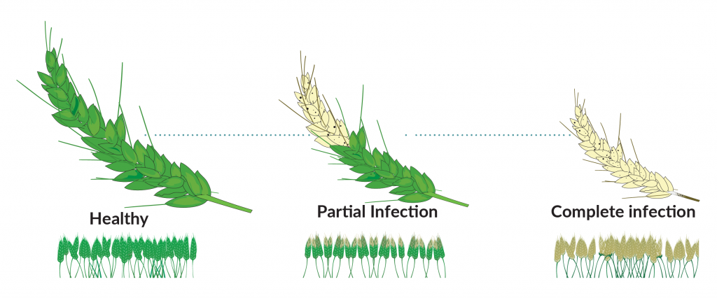 Fungal Diseases of Wheat