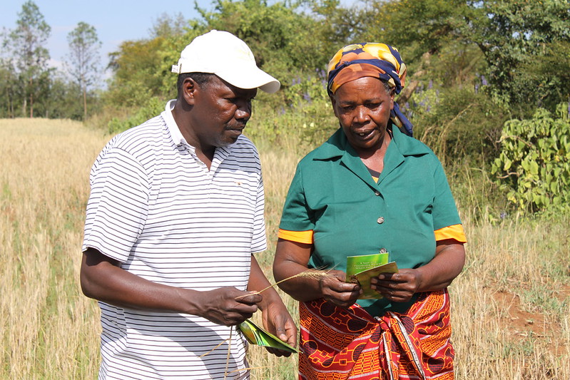 A research technician at the Kenya Agricultural Research Institute (KARI) Njoro research station, shares extension materials with a farmer during a field visit. (Photo: Petr Kosina/CIMMYT)