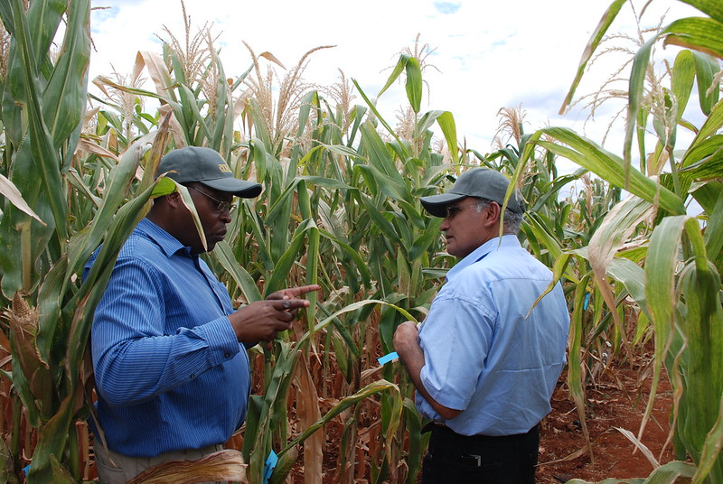 Stephen Mugo in discussion with a representative from Seed Co, Kenya. (Photo: Anne Wangalachi/CIMMYT)