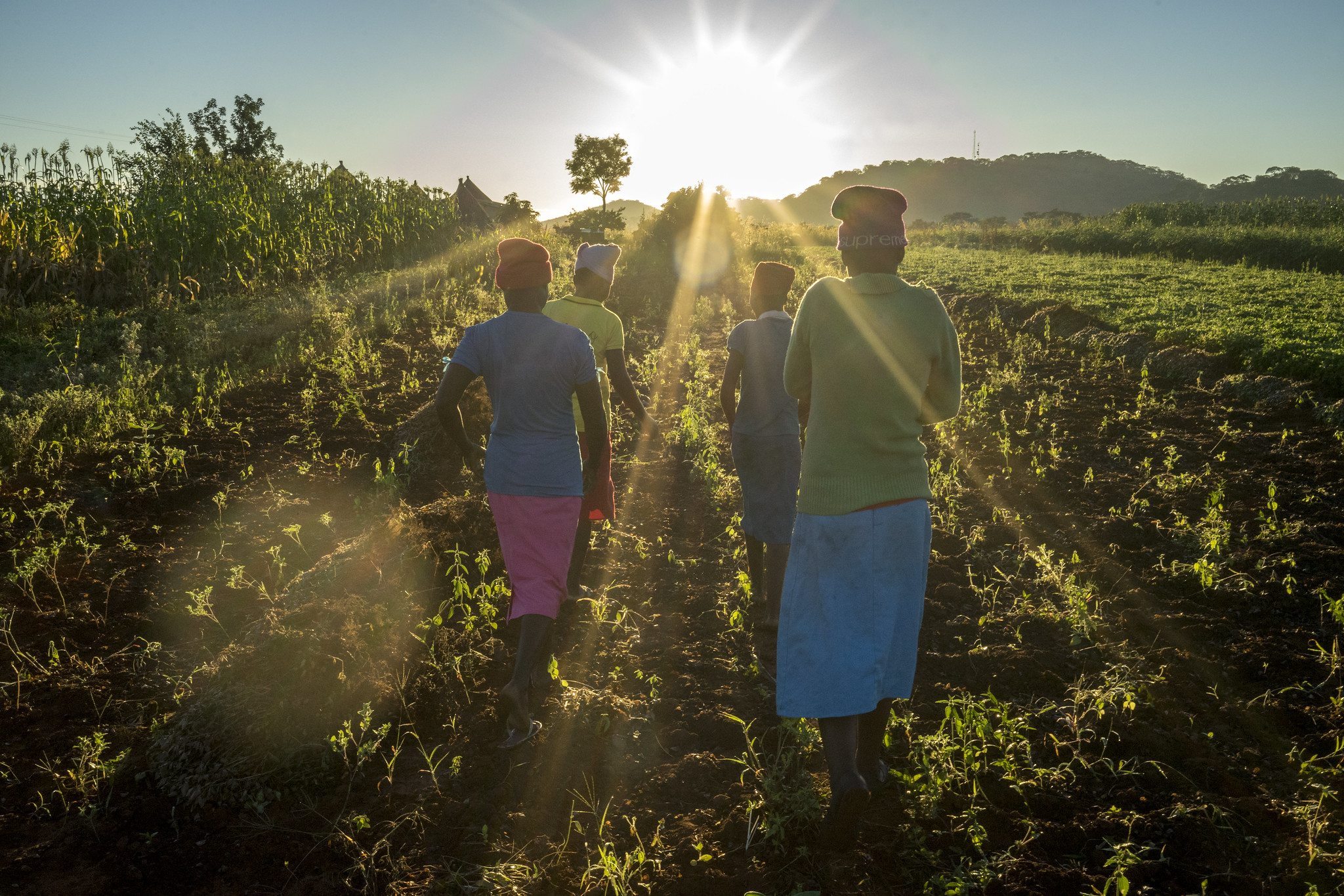 Background image for CIMMYT