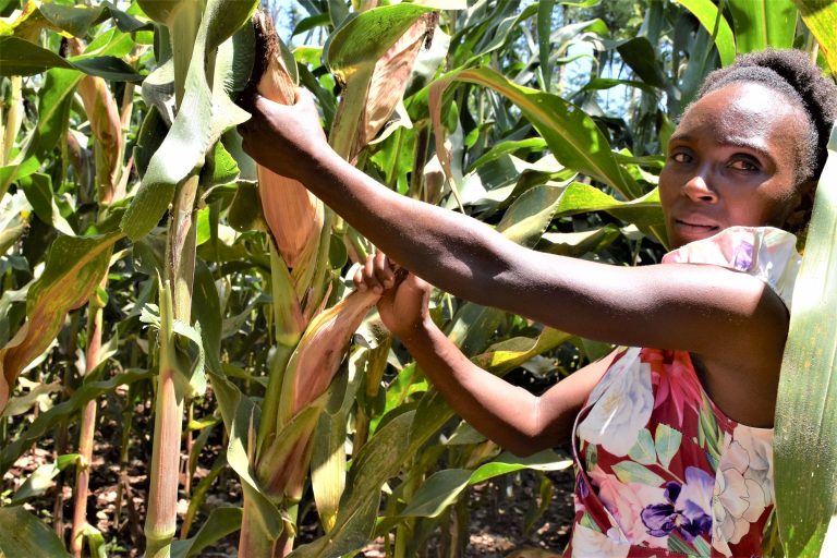 Drought-tolerant maize project pioneers a winning strategy for a world ...