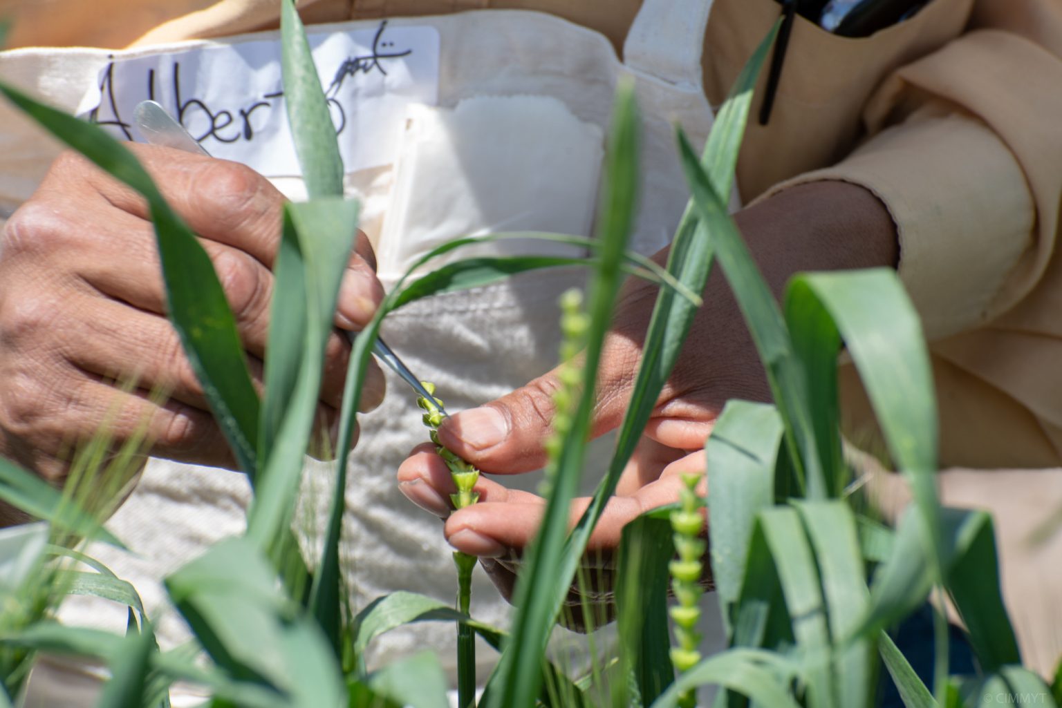 plant-breeding-innovations-cimmyt