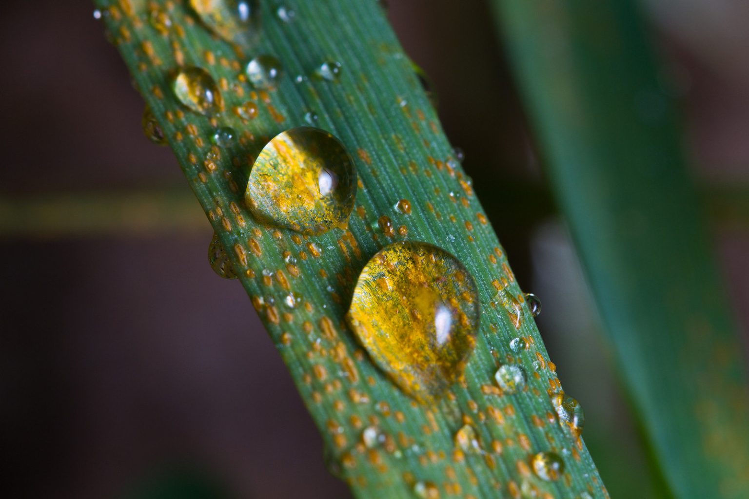 Rust on wheat фото 21