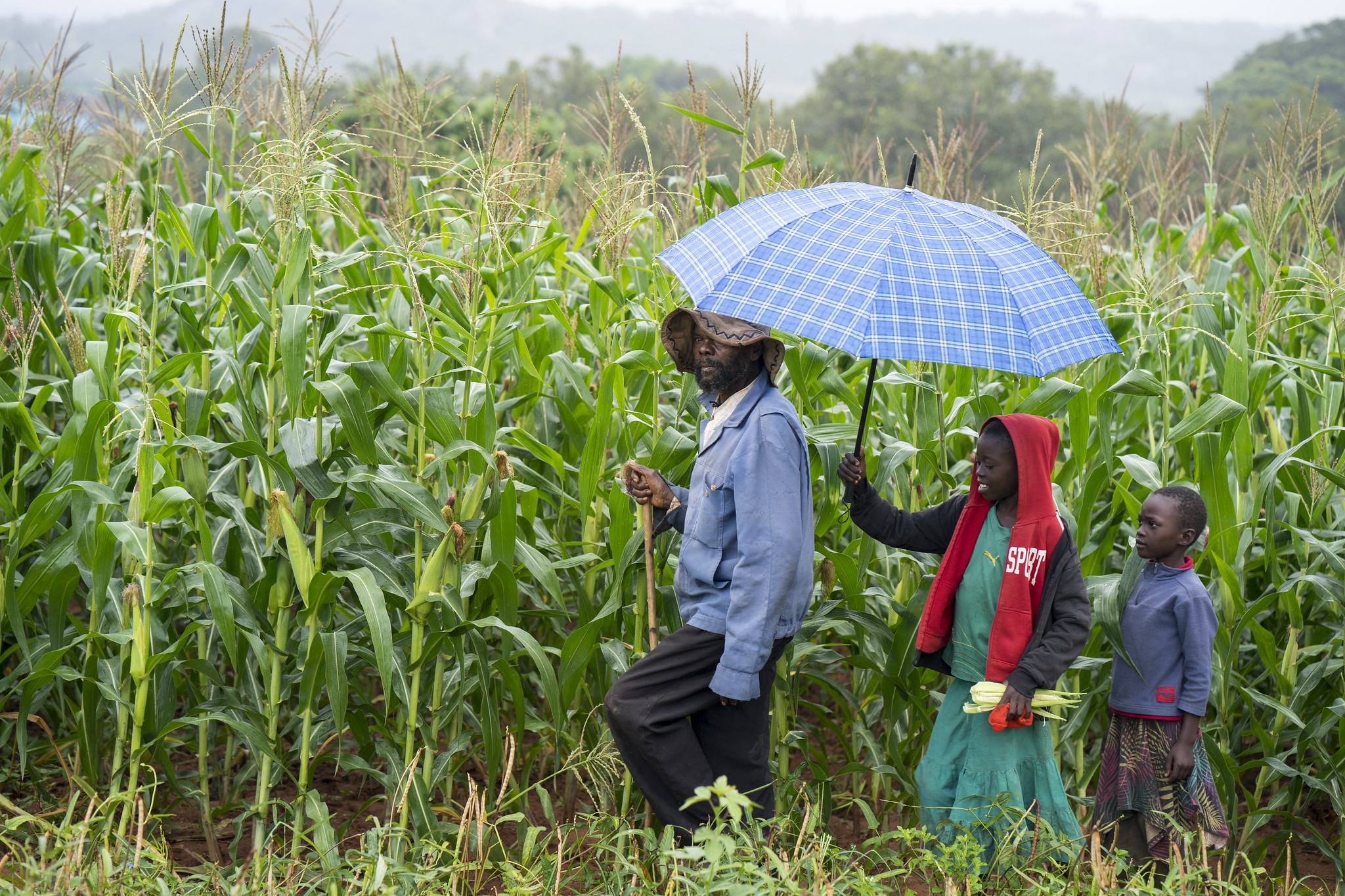 Background image for CIMMYT