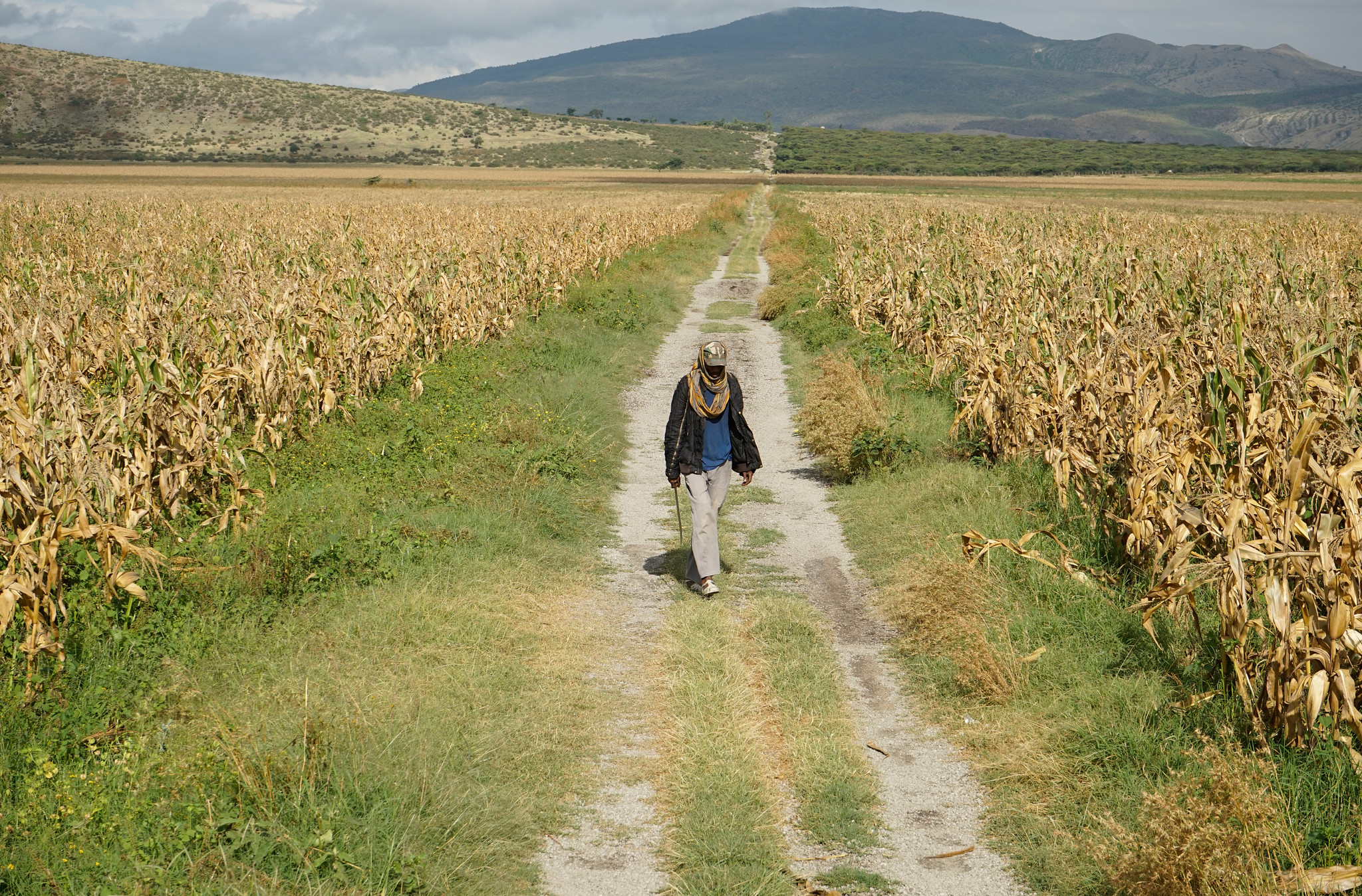 Background image for CIMMYT