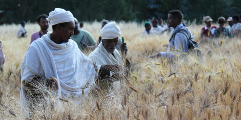 CRAFT Tool Helps Ethiopian Experts Predict Crop Yields To Improve Early   CRAFT Tool Helps Ethiopian Experts Predict Crop Yields To Improve Early Warning Decisions 768x384 