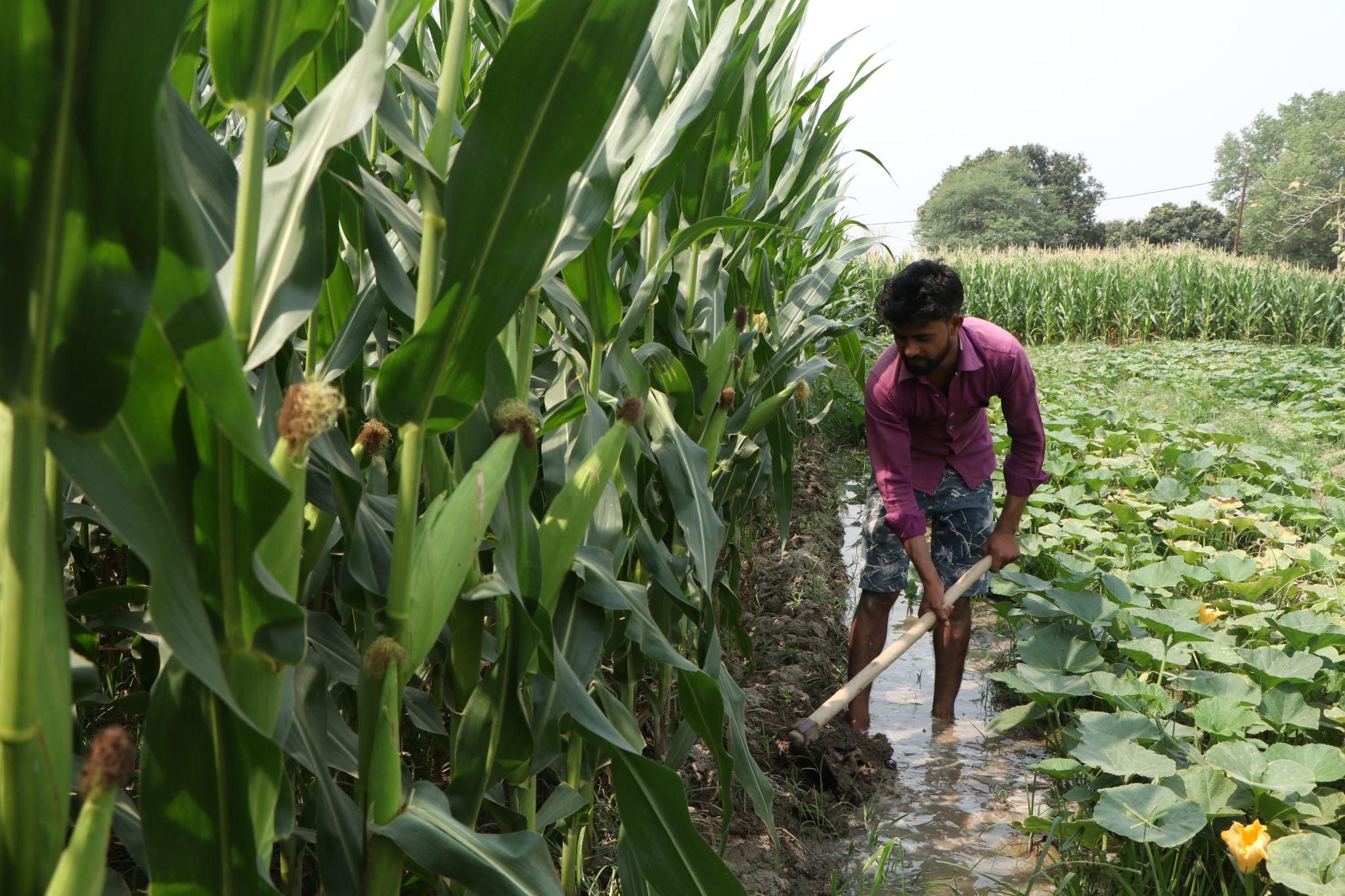 hard-work-pays-off-cimmyt