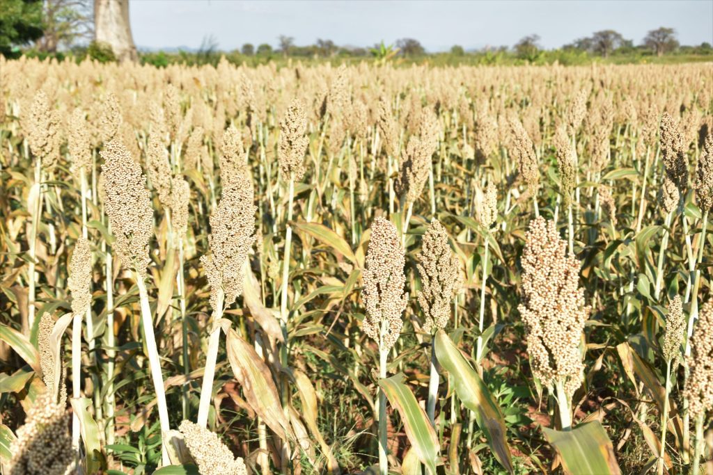 Dryland Crops CIMMYT