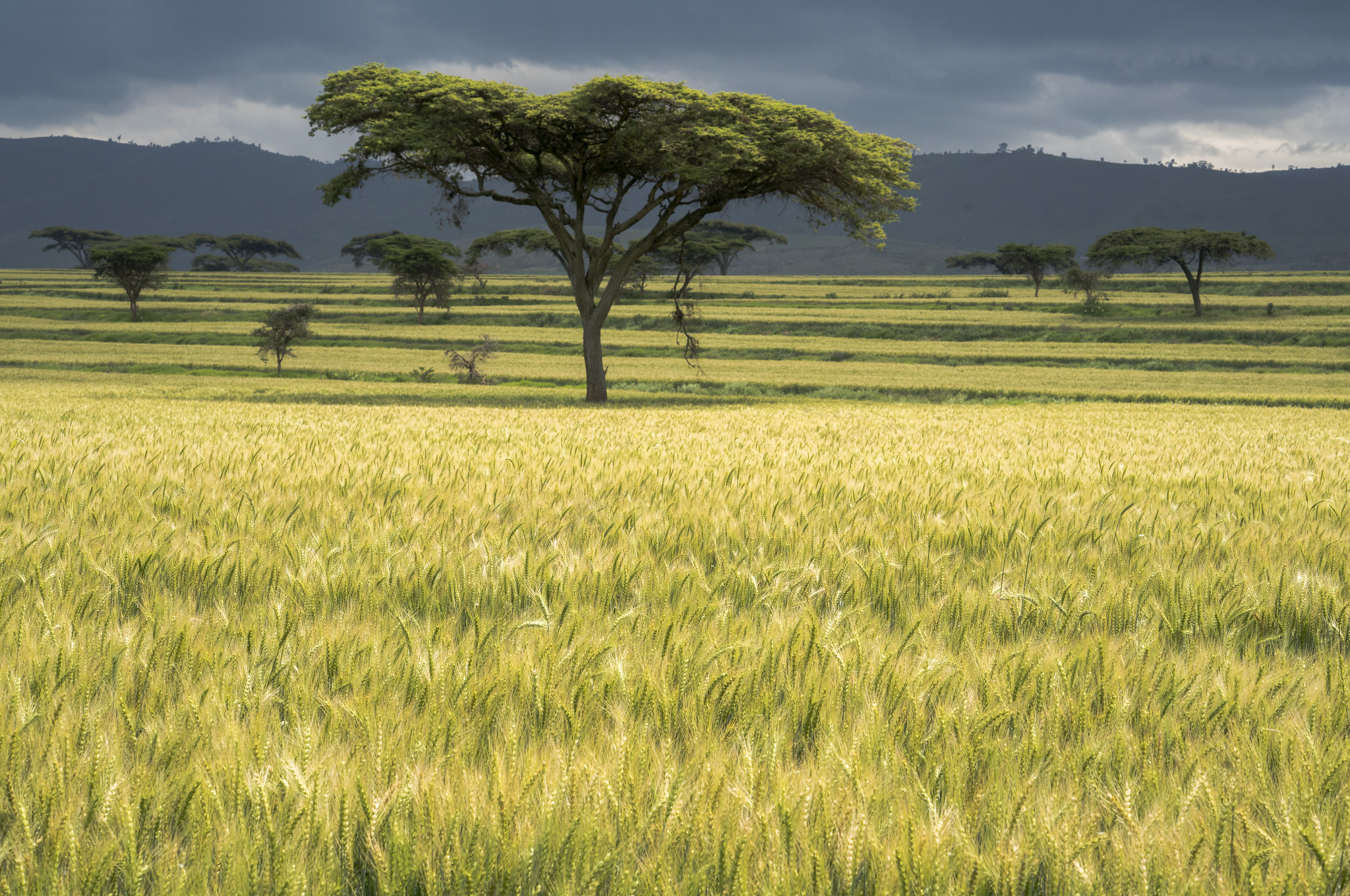 COP 28 UN Climate Change Conference 2023 CIMMYT