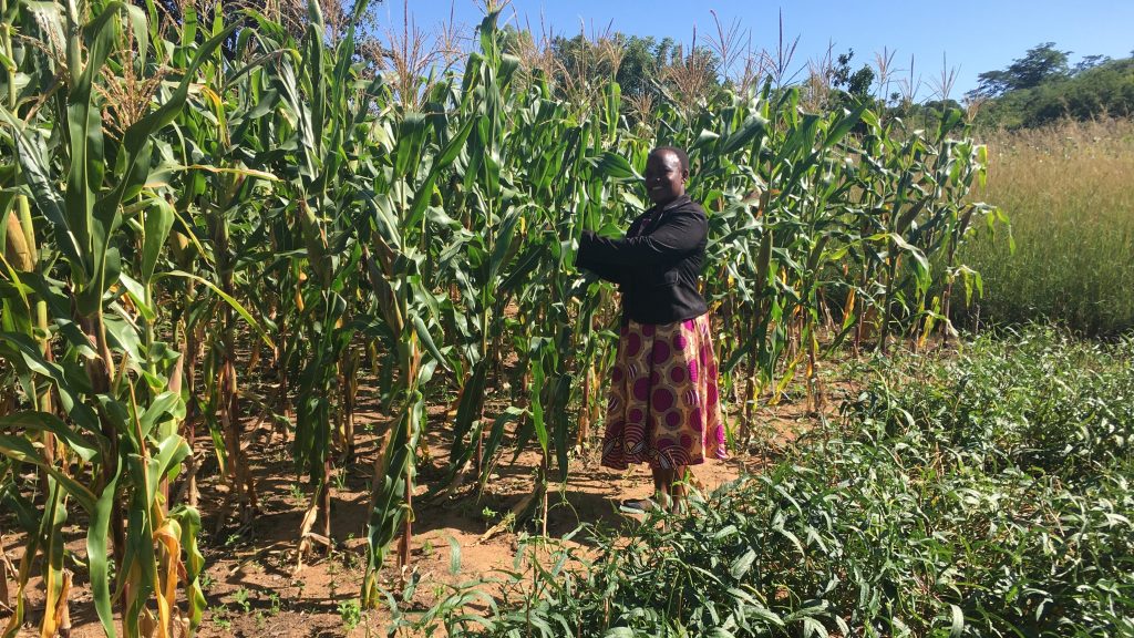 Zimbabwe – CIMMYT