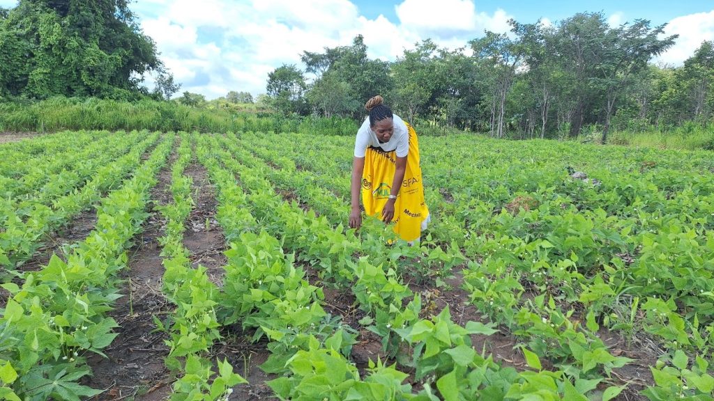 Sow, grow, and thrive: a pathway to improve cassava farming in Zambia ...