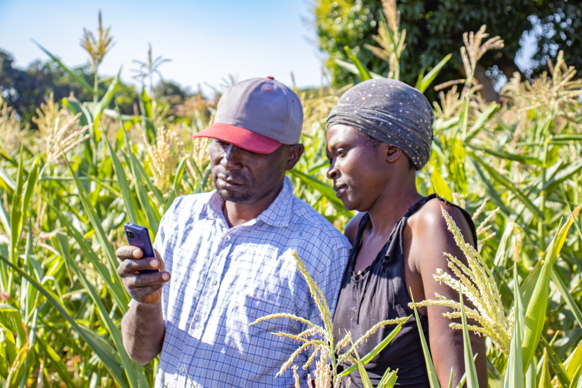 Background image for CIMMYT