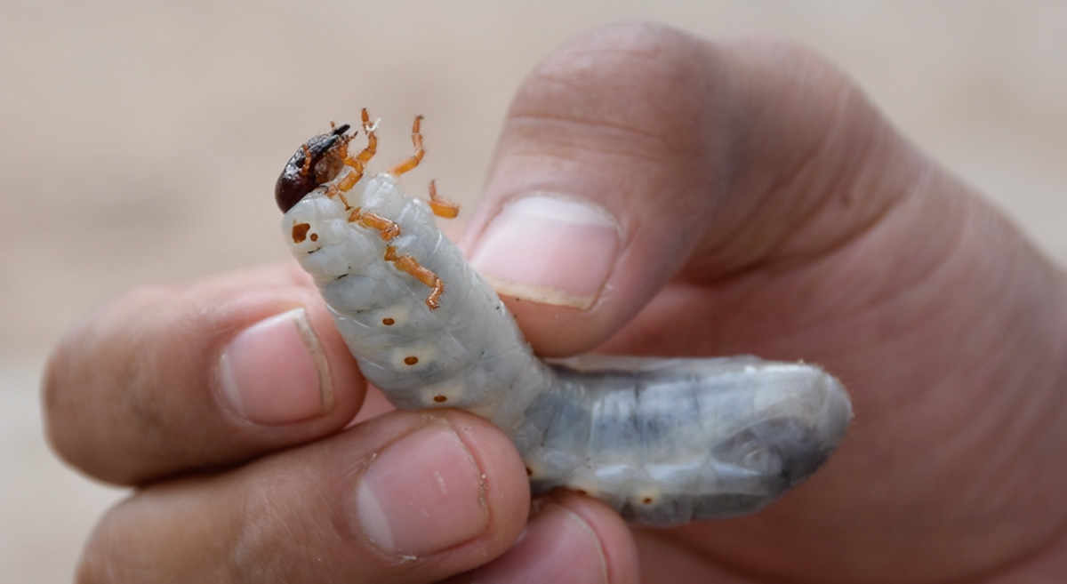 Larva de gallina ciega. (Foto: Fernando Morales/CIMMYT)