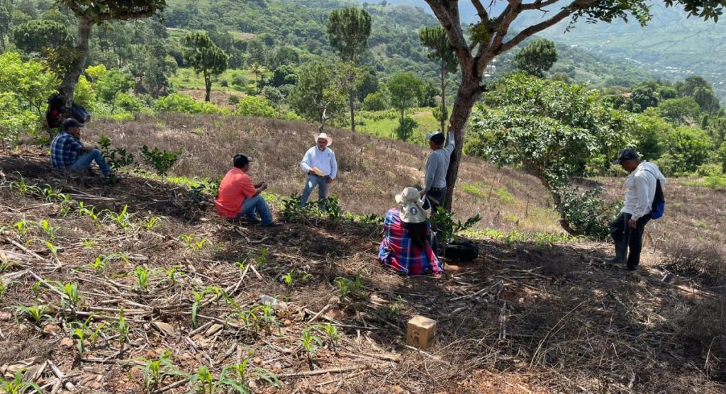 Arrancan Plataformas De Investigación Agronómica En Guatemala – Cimmyt