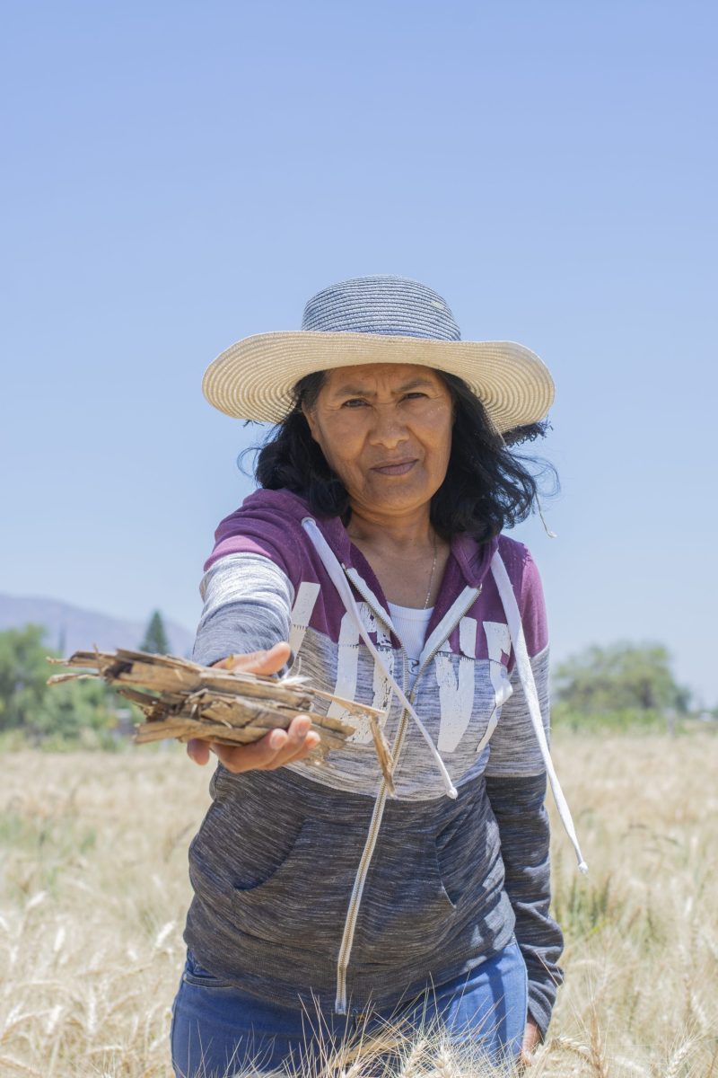 La productora Abigail muestra los residuos de cosecha que ahora usa como cobertura del suelo. (Foto: Francisco Alarcón / CIMMYT)