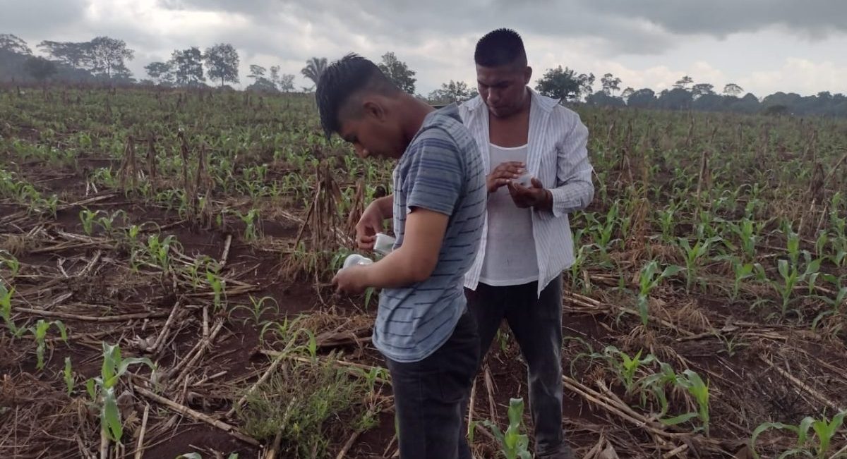 Jóvenes haciendo control de gusano cogollero. (Foto: Francisco Alarcón / CIMMYT)