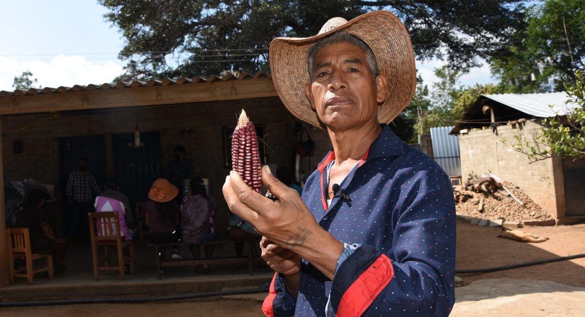 Productor cooperante de Oaxaca, México. (Foto: Francisco Alarcón / CIMMYT)