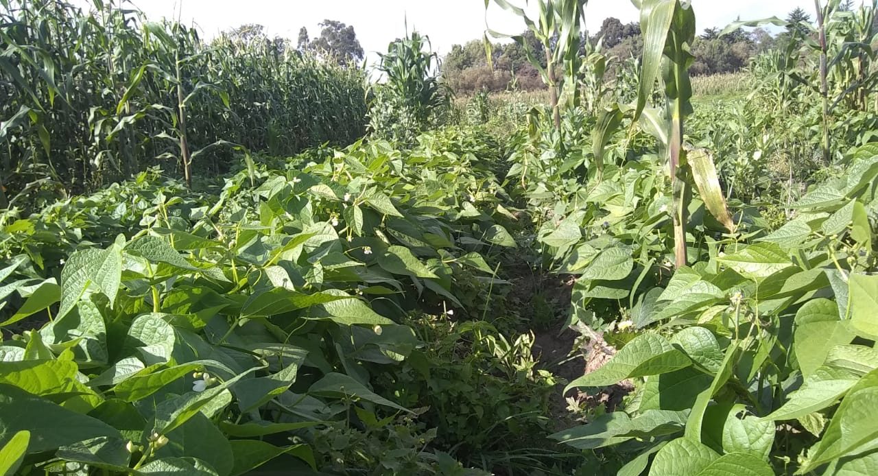 Diversificación con leguminosas en la parcela del señor Carlos Juárez. (Foto: Carlos Juárez)