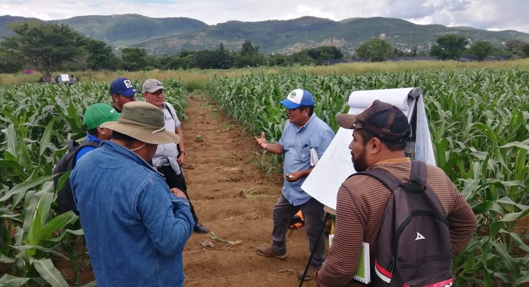 Sesiones de capacitación del Curso de Técnico Certificado en Agricultura Sustentable en Oaxaca. (Foto: Luis Gerardo Ramírez)