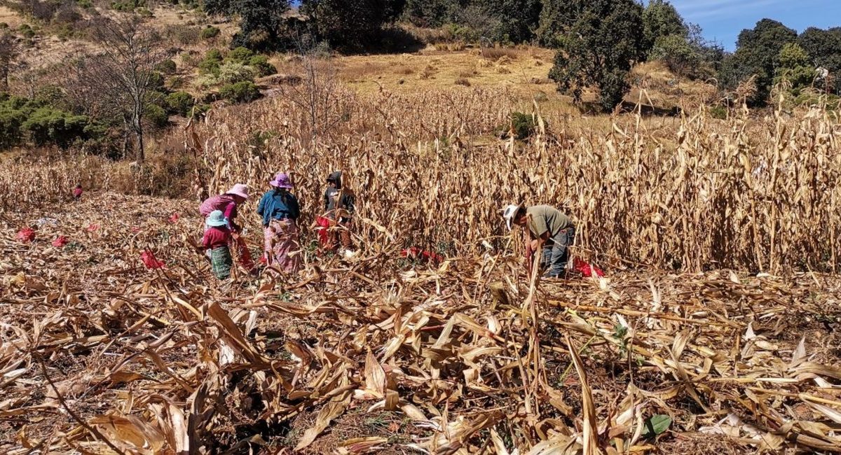 Aguacatán, Huehuetenango. Cosecha de maíz en la plataforma de investigación. 11 de enero de 2024. (Foto: AgriLAC Resiliente)