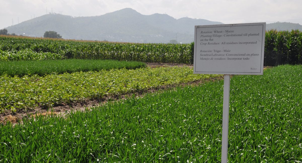 Ensayos de rotaciones en plataformas de investigación de CIMMYT en Texcoco, Estado de México. (Foto: CIMMYT)