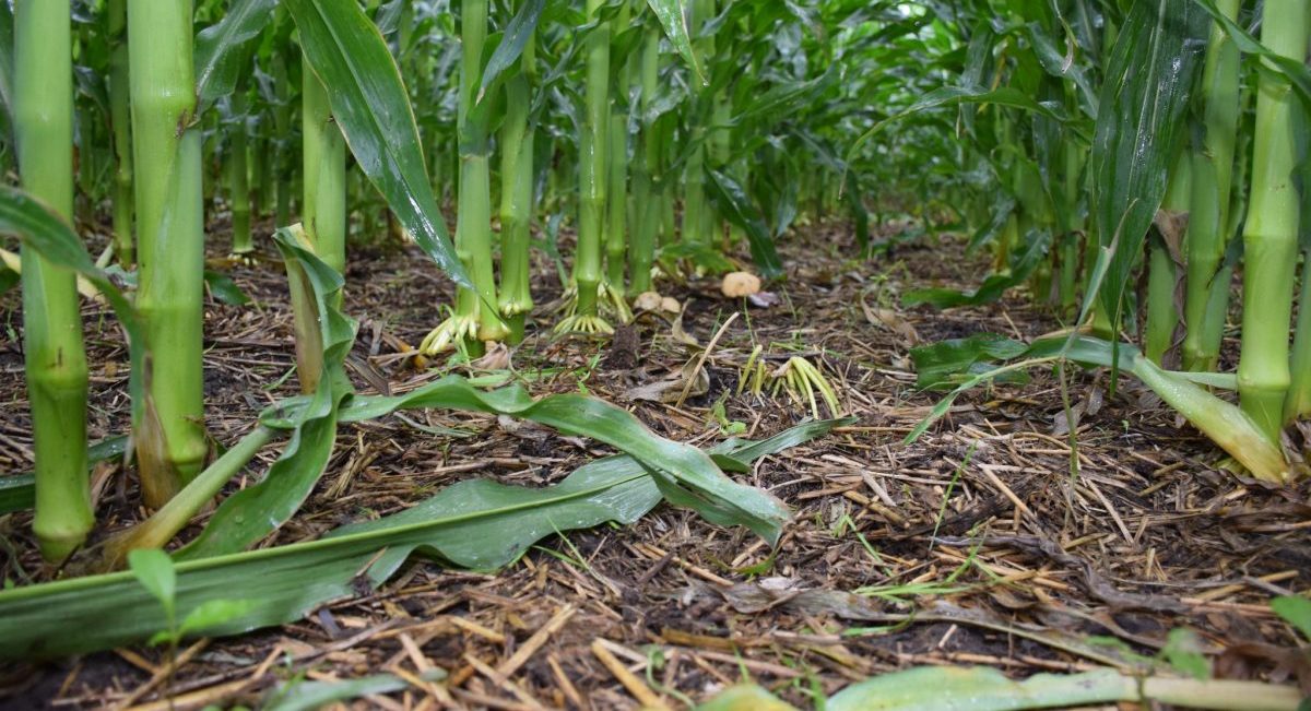 Cultivo de maíz con agricultura de conservación. (Foto: CIMMYT)