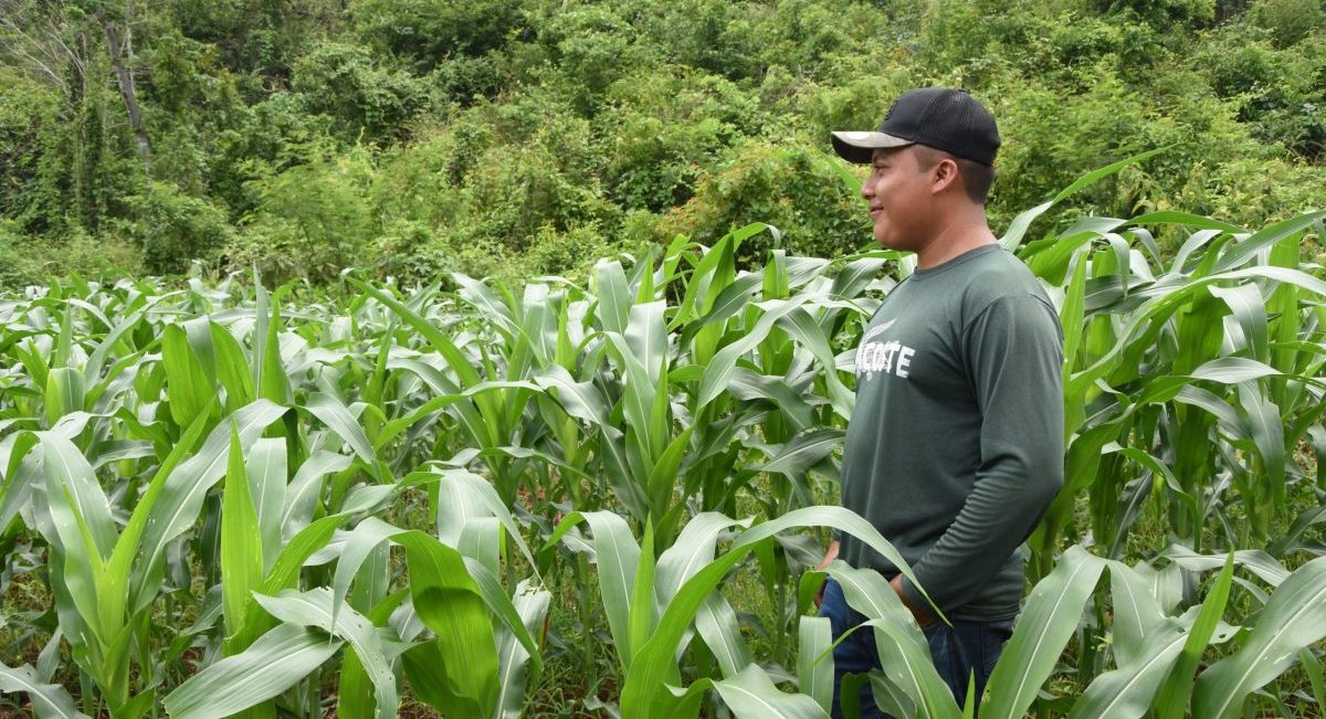 Raúl Rodrigo M. en su parcela de maíz en San Vicente Cumpich, Campeche (Foto: Jenifer Morales/CIMMYT)