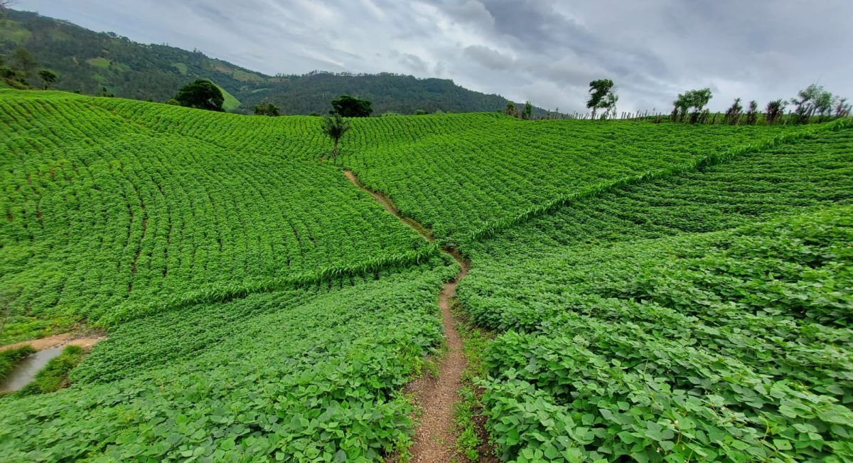 Cultivo de frijol en laderas de Danlí, Honduras. (Foto: CECRUCSO)