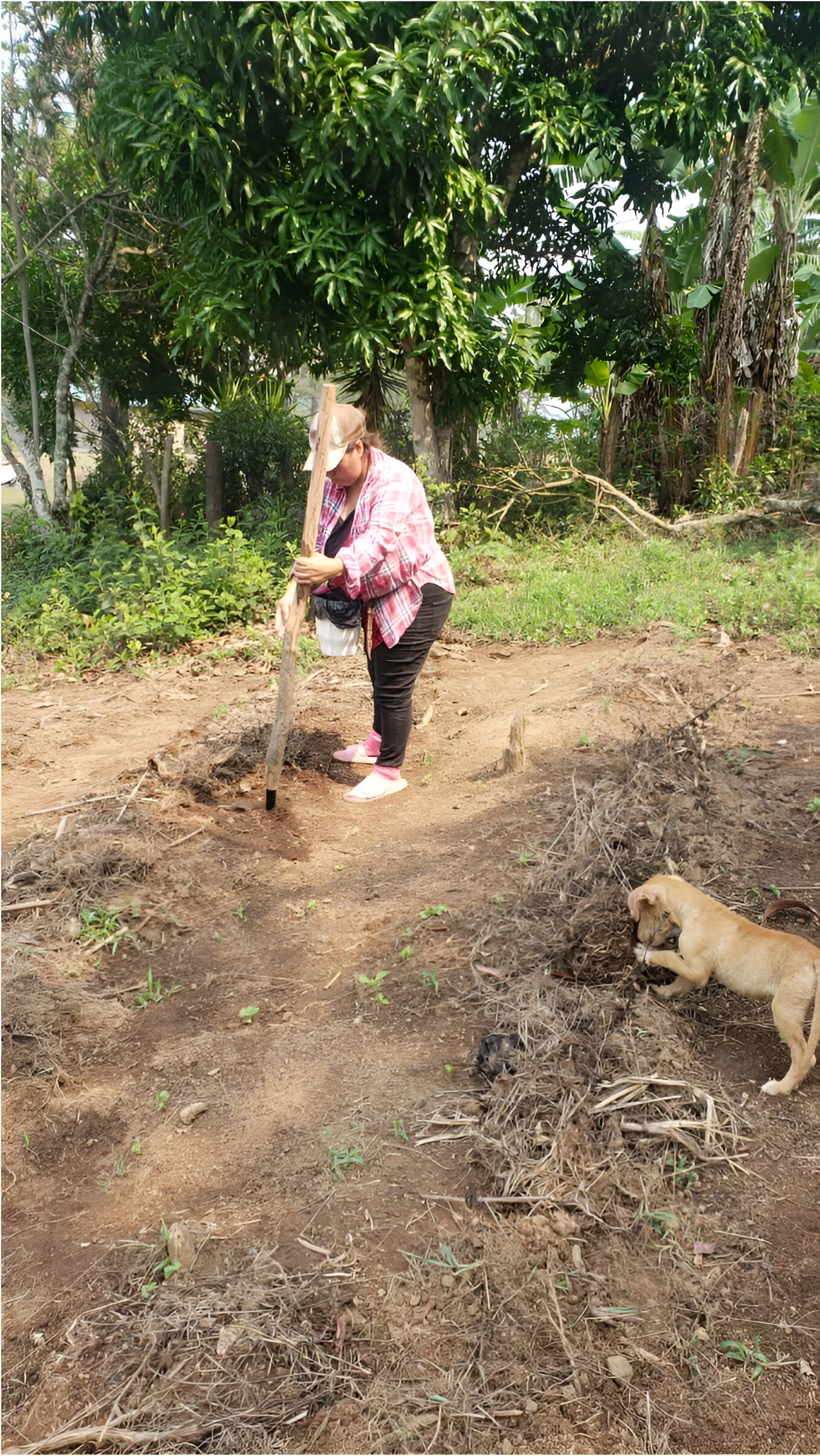 Doña Otilia durante la siembra de maíz, y fertilización al momento de siembra. (Foto: Raquel Ferrera)