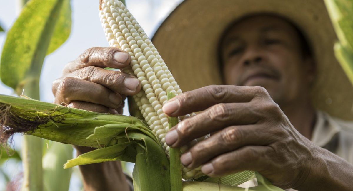 Cultivo de maíz biofortificado en Colombia. (Foto: CIMMYT)