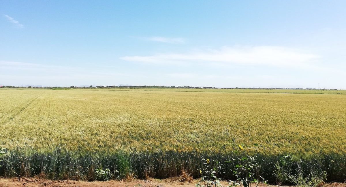 Cultivo de trigo en el norte de México. (Foto: CIMMYT)