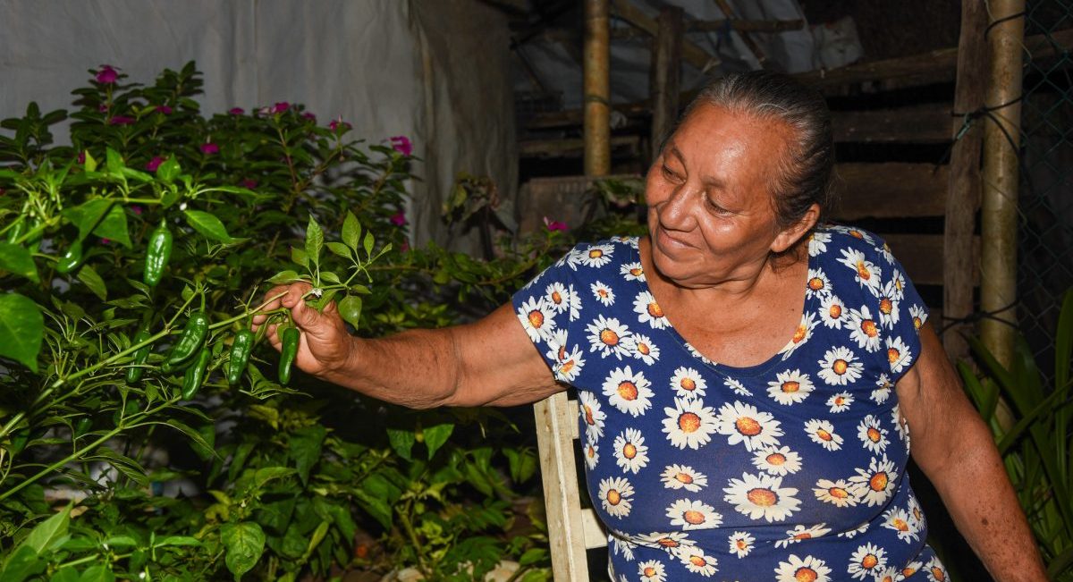 La señora Guadalupe Mo Alvarado, agricultora de Quintana Roo. (Foto: Jenifer Morales / CIMMYT)