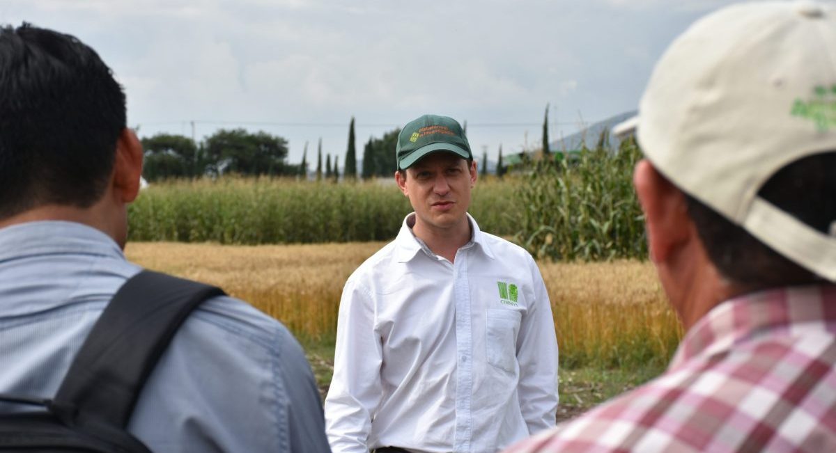 El investigador Simon Fonteyne durante recorrido por parcelas de investigación en instalaciones de CIMMYT. (Foto: Sarah Martínez)