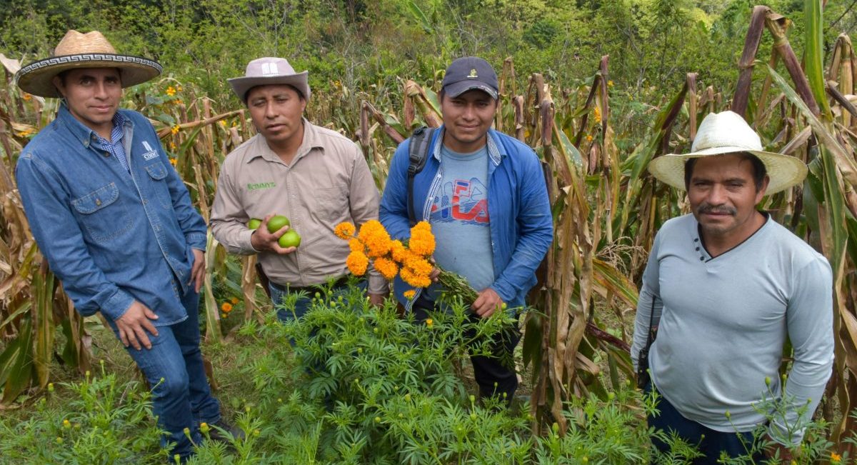 De izquierda a derecha: Benancio Jiménez Gómez, Mateo Pérez Santiz y productores innovadores en una parcela con diversificación de cultivos en Chiapas. (Foto: Gaby Bracamonte / CIMMYT)