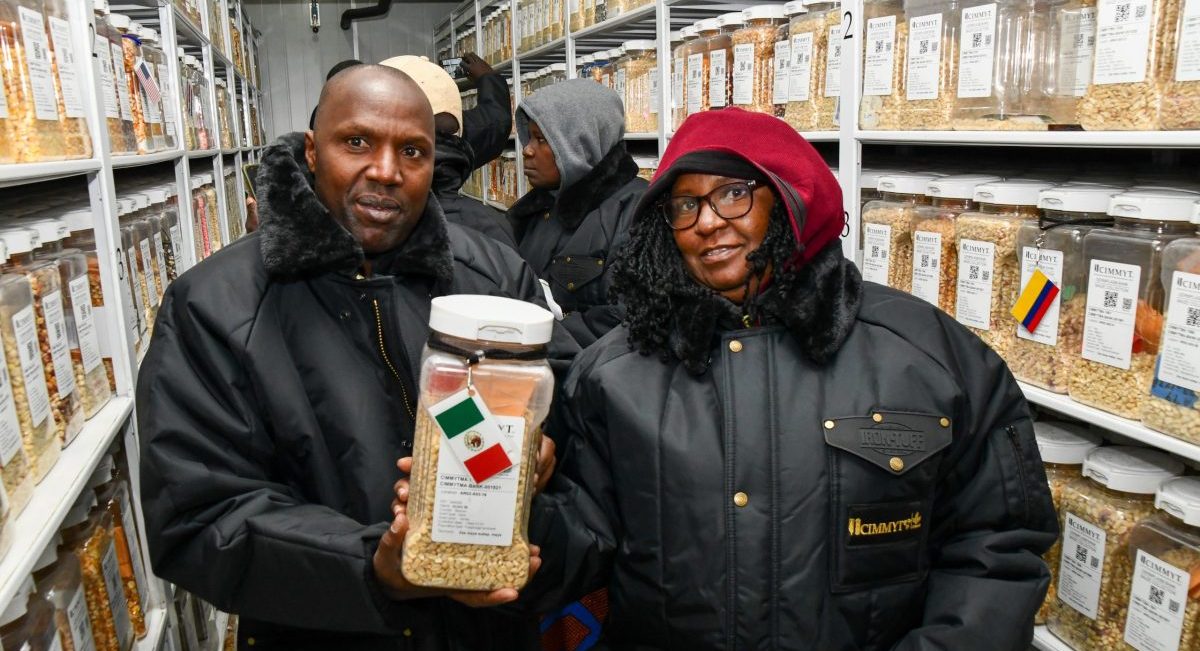 Investigadores de África en el Banco de Germoplasma que custodia el CIMMYT en México. (Foto: Gaby Bracamonte)