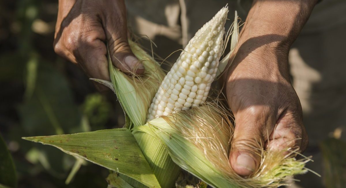 Ensayo de variedades de maíz en Colombia. (Foto: CIMMYT)