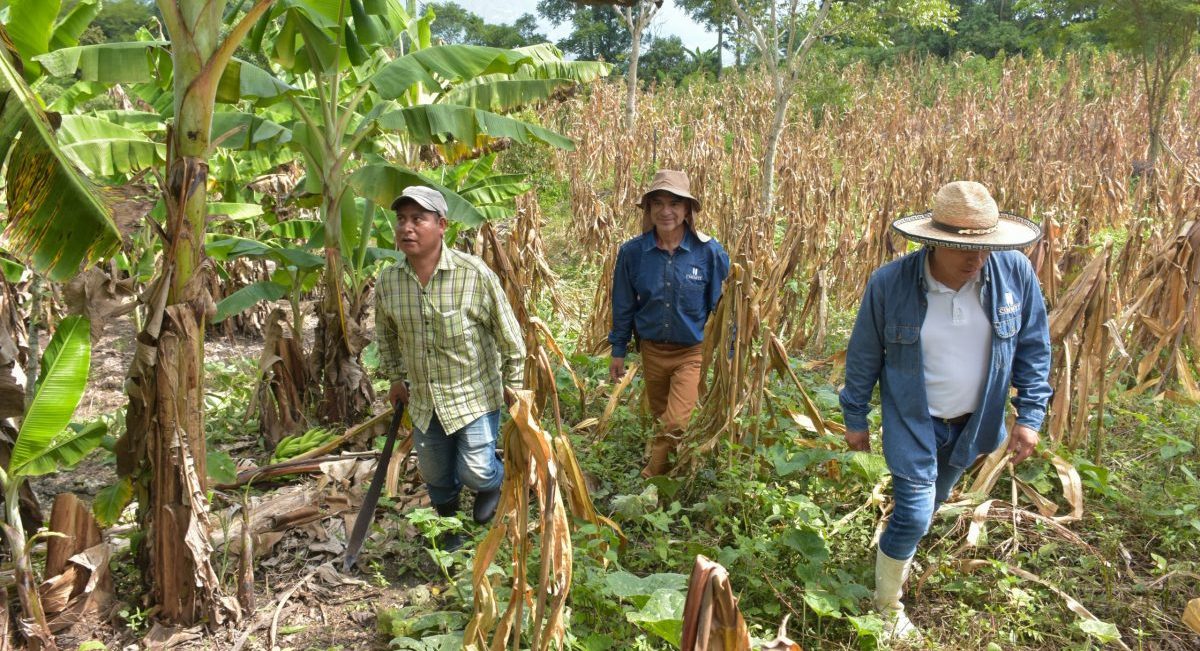 El equipo técnico del CIMMYT junto al productor Abelardo recorren su parcela en Chiapas, donde el sistema milpa se fortalece al integrar cultivos como el plátano de manera intercalada. . (Foto: Francisco Alarcón / CIMMYT)