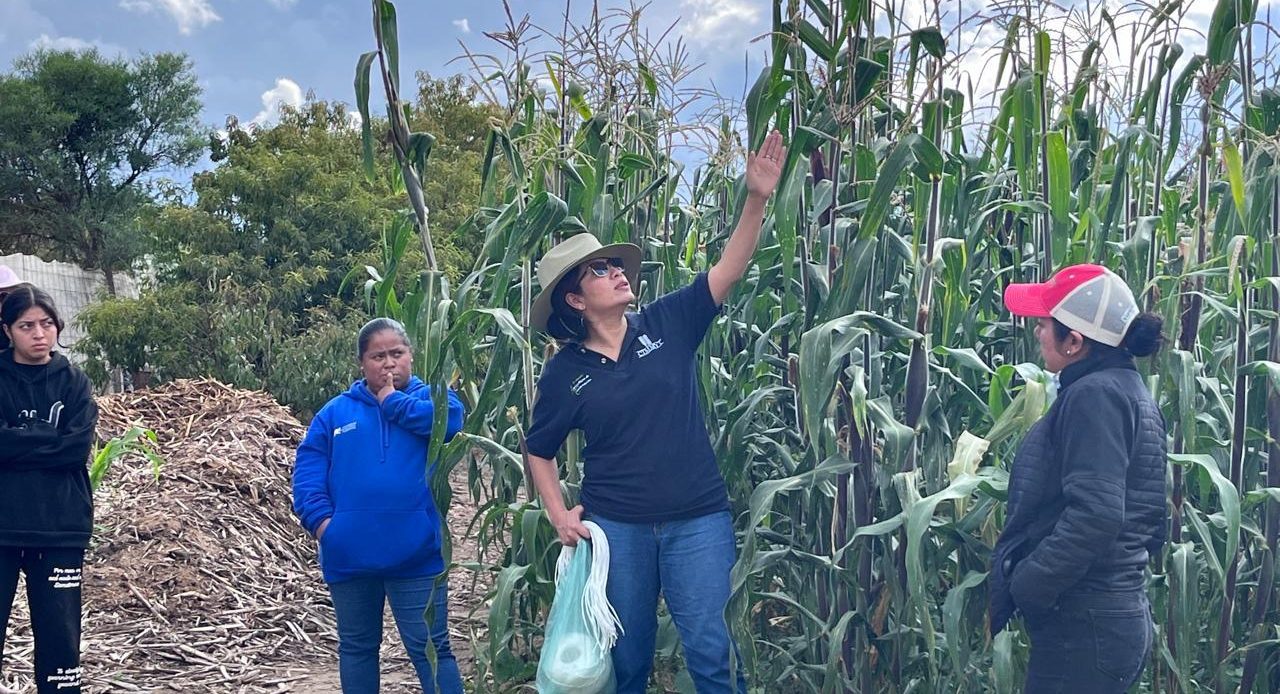 Práctica de mejoramiento participativo de maíces nativos en Cuyoaco. (Foto: Anhel Martinez)