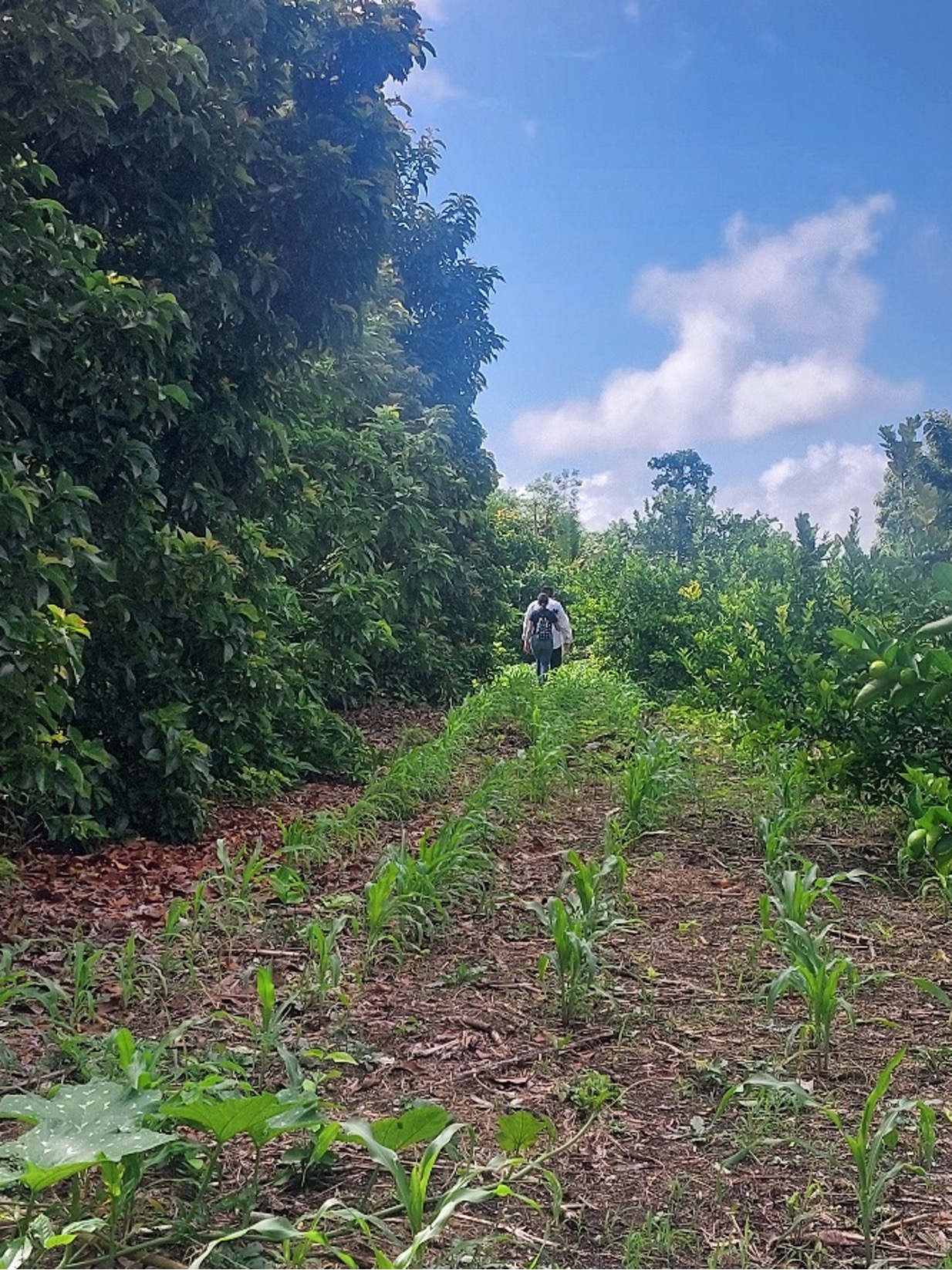 Parcela del señor Jaime Varguez Canul, en Othón P. Blanco, Quintana Roo. (Foto: Alexis Eduardo Varguez)