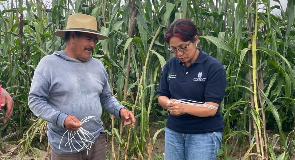 Práctica de mejoramiento participativo de maíces nativos en Huamantla, Tlaxcala. (Foto: Anhel Martinez)