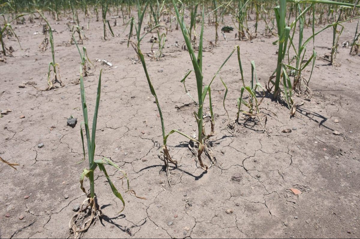 Cultivos afectados por la sequía extrema y la falta de agua. (Foto: Jenifer Morales/CIMMYT)