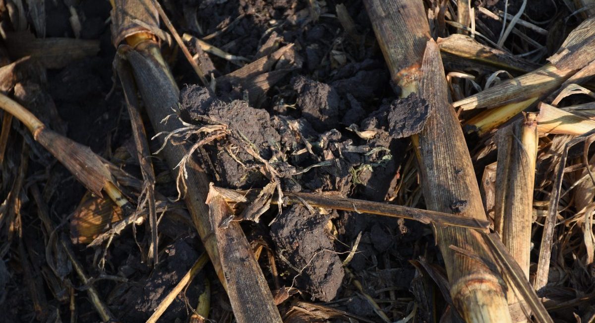 Rastrojo como cobertura de suelo. Detalle. (Foto: CIMMYT)