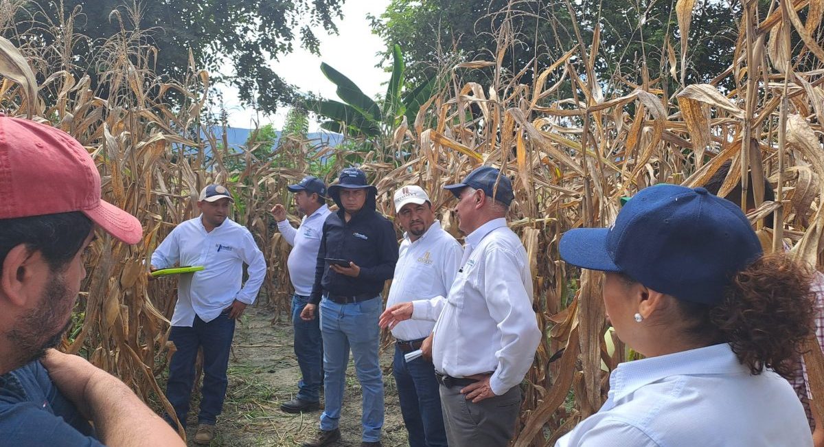 Especialistas de centros de investigación del CGIAR en recorridos por ensayos de maíz en Espinal, Colombia. (Foto: Alliance Bioversity-CIAT)